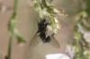 Exoristinae inconnu